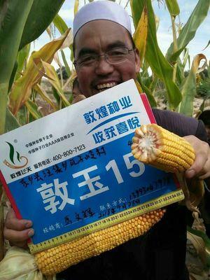 敦煌种业最新爆料,揭秘农业科技新突破